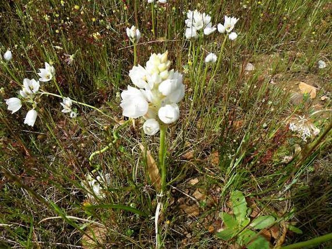 Ornithogalum thyrsoides