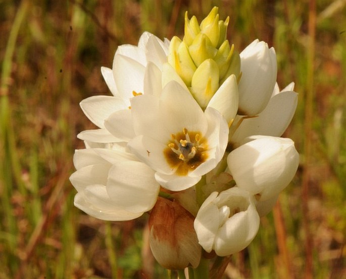 Ornithogalum thyrsoides