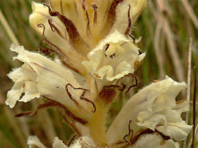 Orobanche artemisiae-campestris