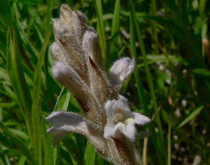 PHELIPANCHE CAESIA (Rchb.) Soják – mordovka sivá / zárazovec sivý