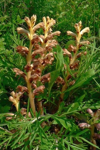 Orobanche teucrii