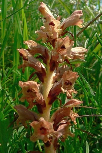 Orobanche teucrii