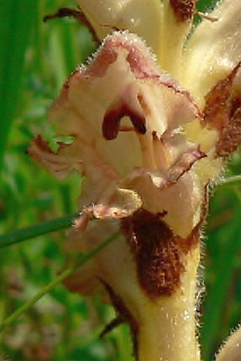Orobanche teucrii