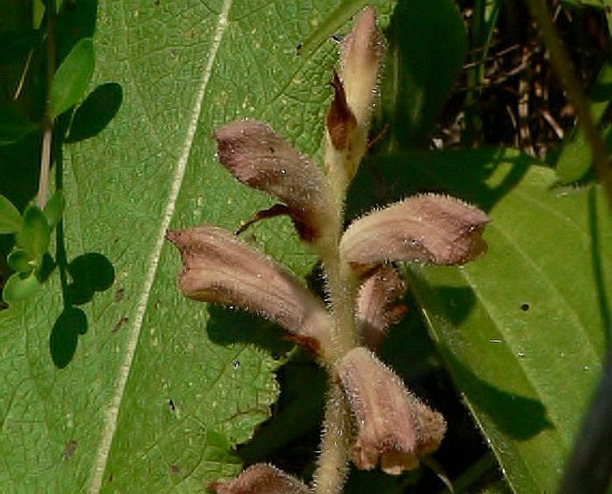 Orobanche teucrii