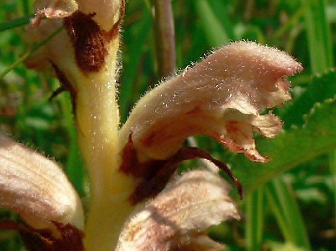 Orobanche teucrii