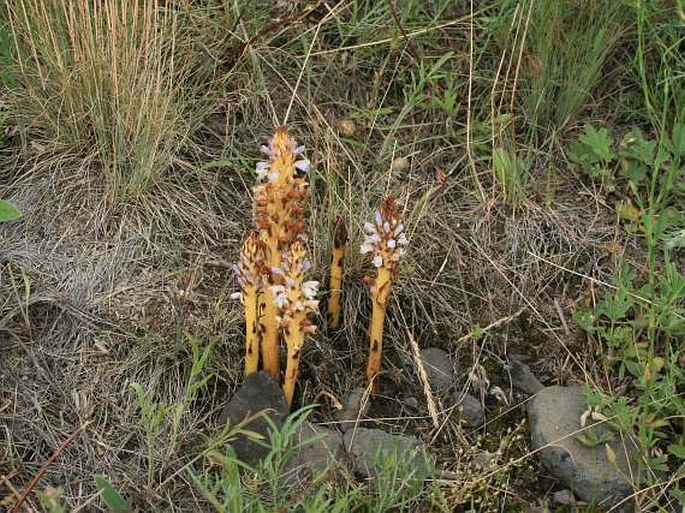 Orobanche coerulescens