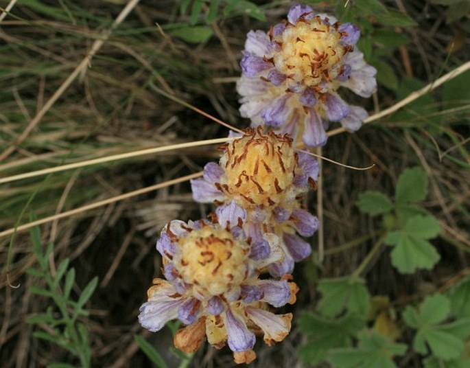 Orobanche coerulescens