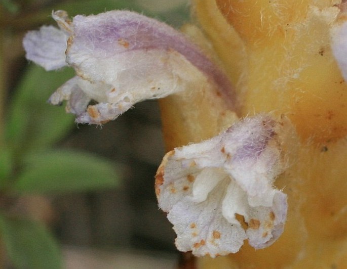 Orobanche coerulescens