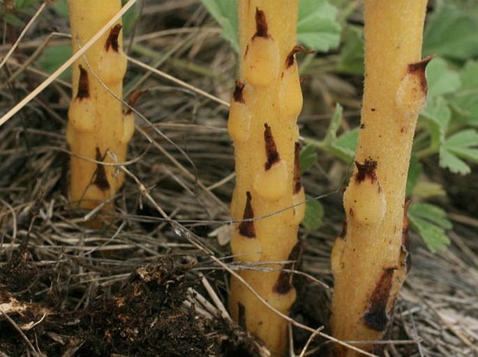 Orobanche coerulescens