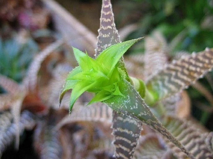 Orthophytum gurkenii