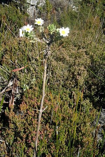 Osmitopsis asteriscoides