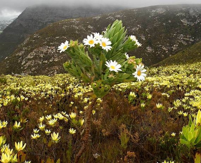 Osmitopsis asteriscoides