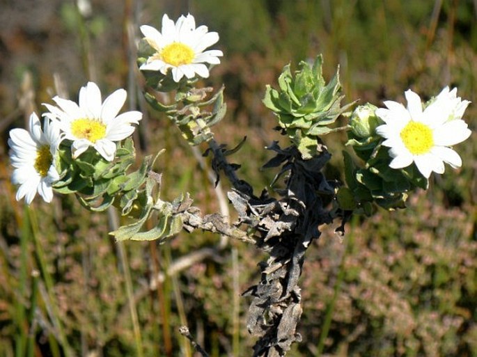 Osmitopsis asteriscoides