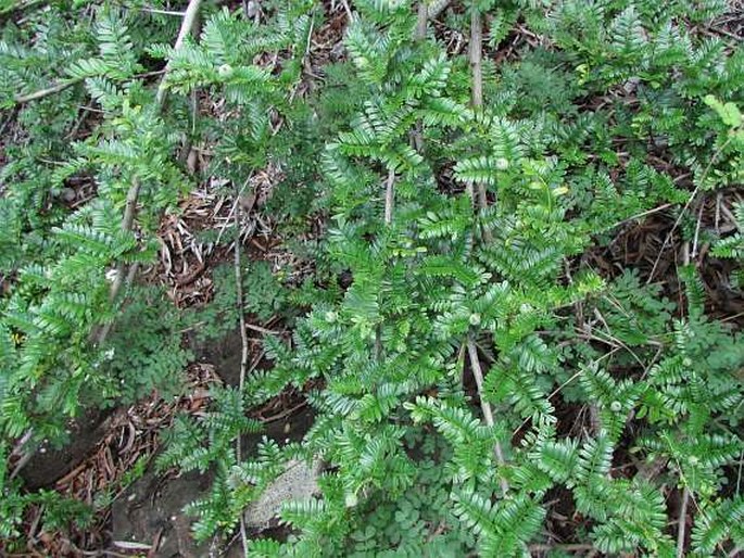 Osteomeles anthyllidifolia