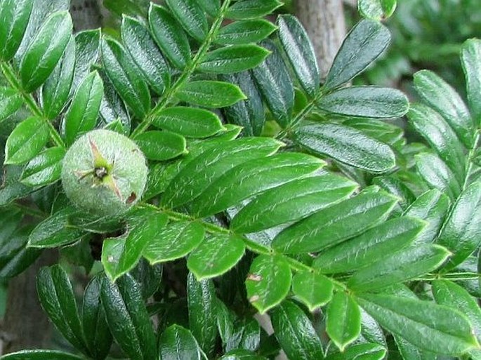 Osteomeles anthyllidifolia