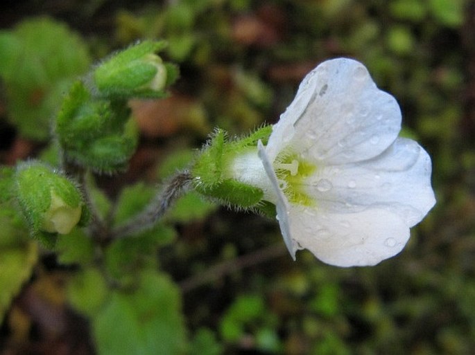 OURISIA MACROPHYLLA Hook.