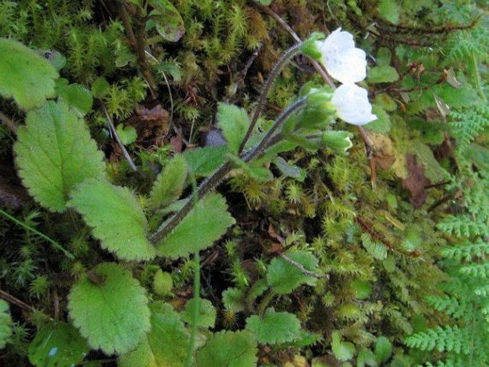 Ourisia macrophylla subsp. lactea