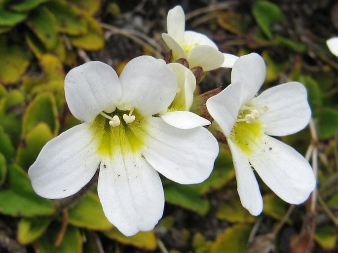 OURISIA VULCANICA L. B. Moore