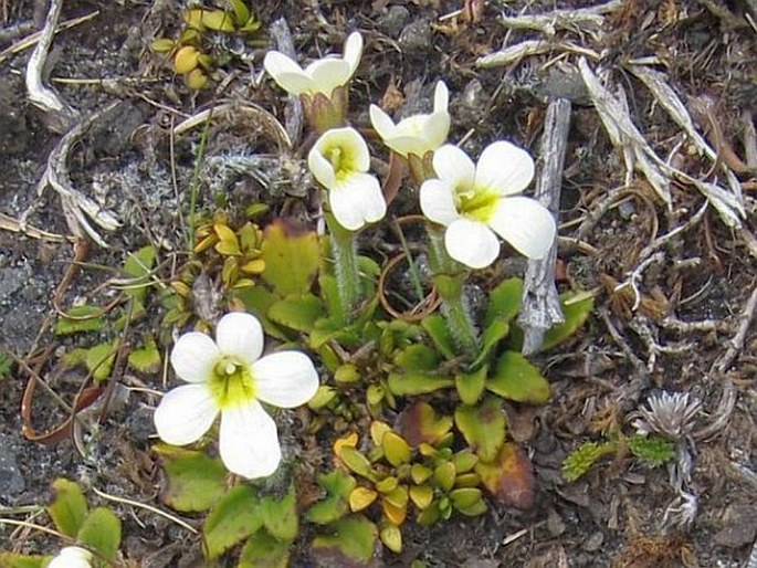 Ourisia vulcanica