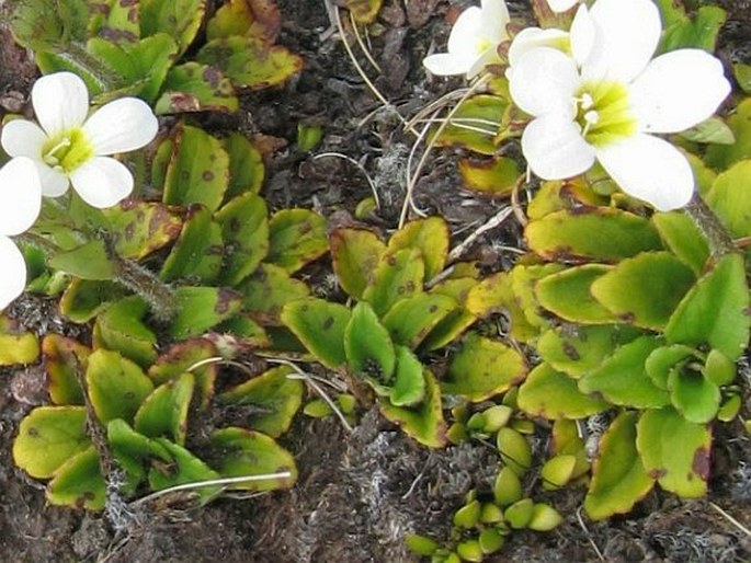 Ourisia vulcanica