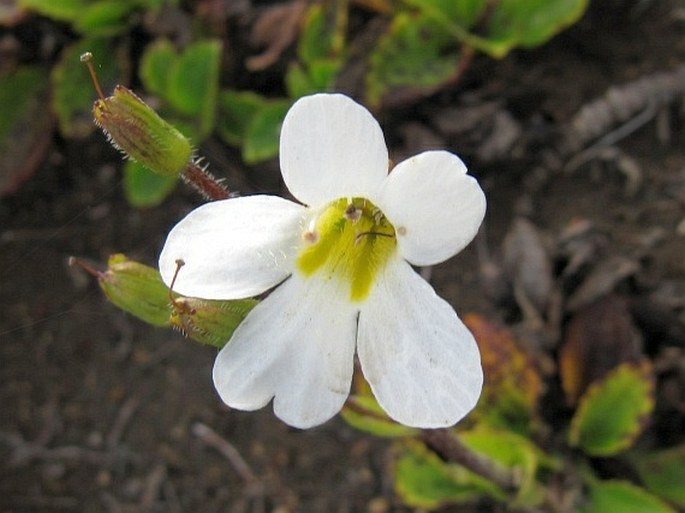 Ourisia vulcanica