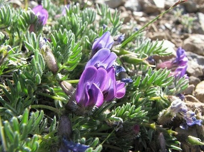 Oxytropis podocarpa