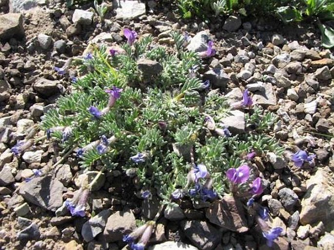 Oxytropis podocarpa