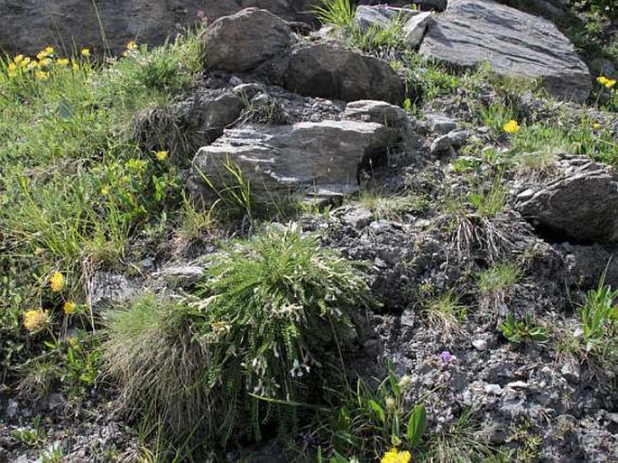 Oxytropis fetida