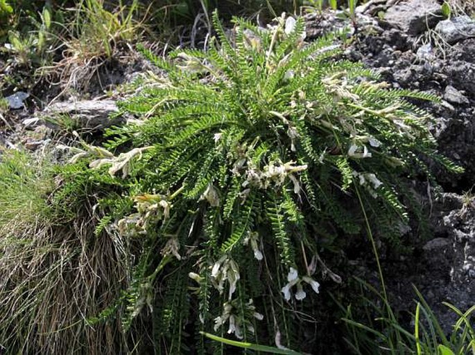 Oxytropis fetida