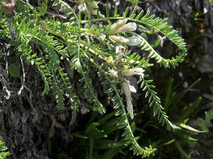 Oxytropis fetida