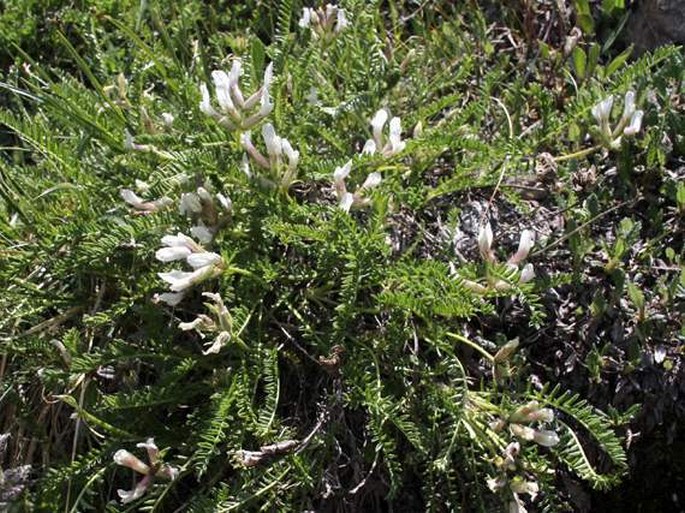 Oxytropis fetida