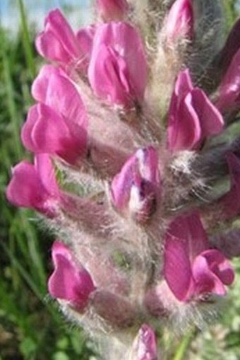 Oxytropis splendens