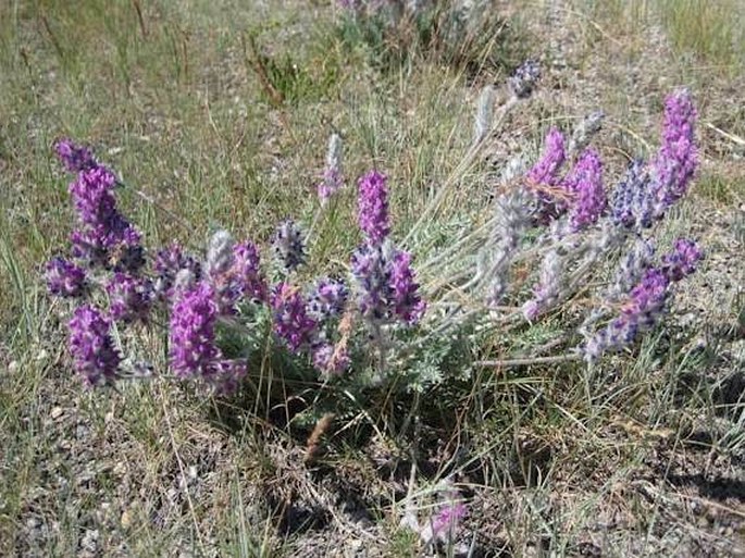 Oxytropis splendens