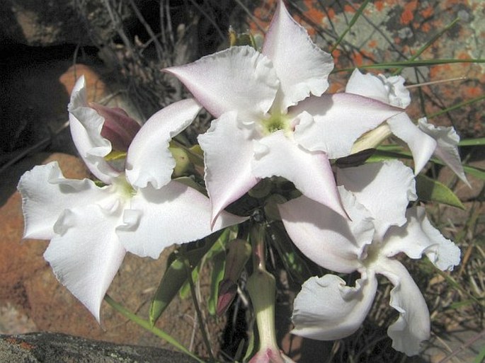 Pachypodium saundersii