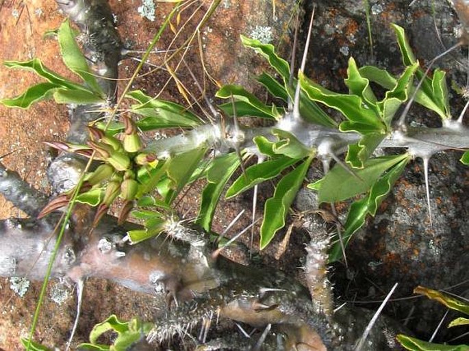 Pachypodium saundersii