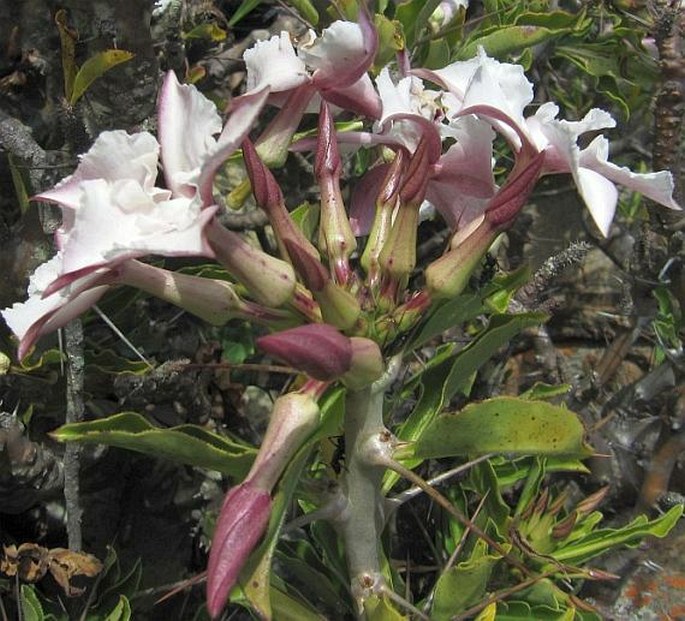 Pachypodium saundersii