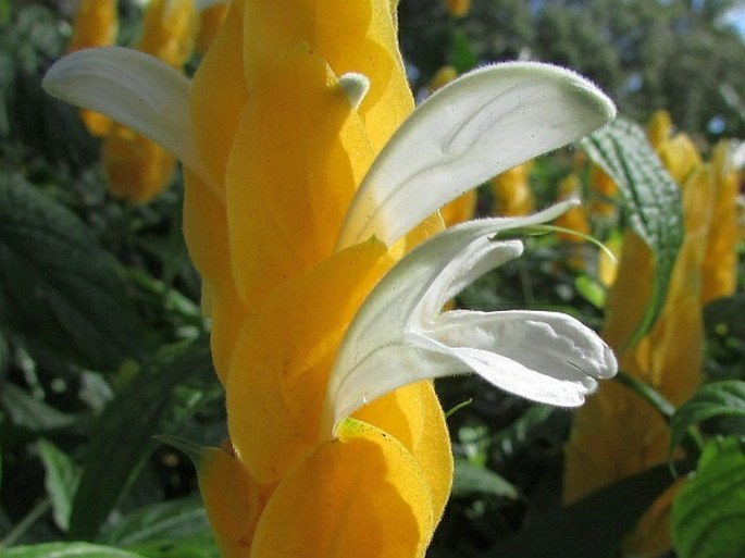 Pachystachys lutea