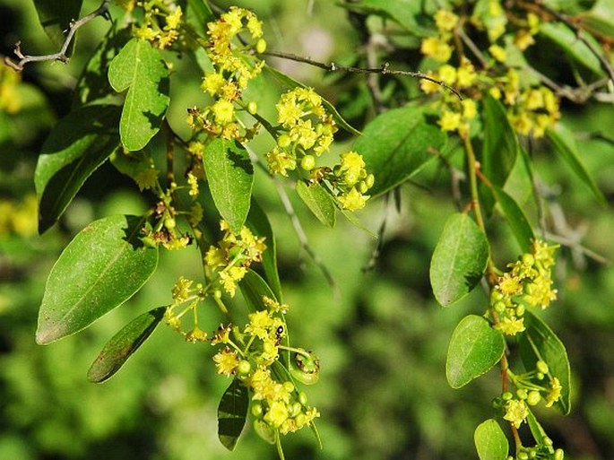 Paliurus spina-christi