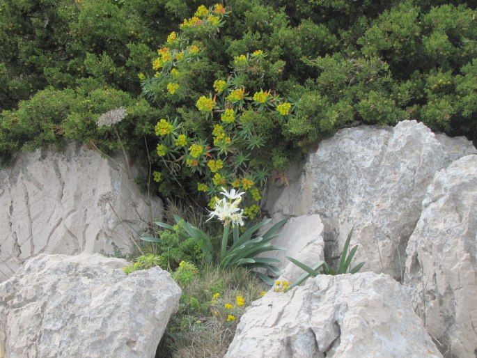 Pancratium illyricum