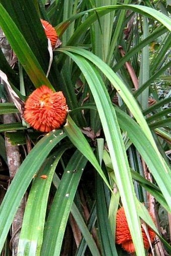 Pandanus monticola