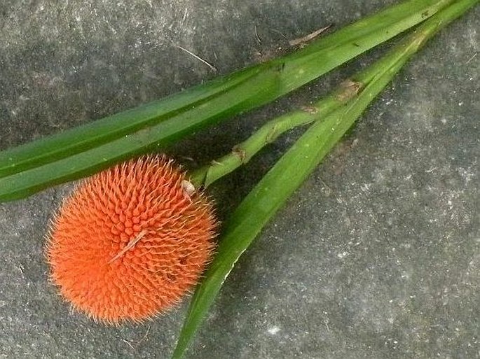 Pandanus monticola