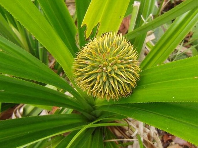 PANDANUS MONTICOLA F. Muell. - pandán