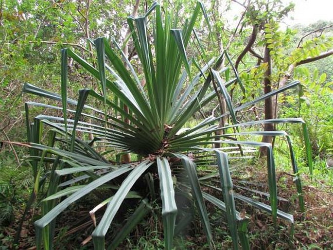 Pandanus tectorius