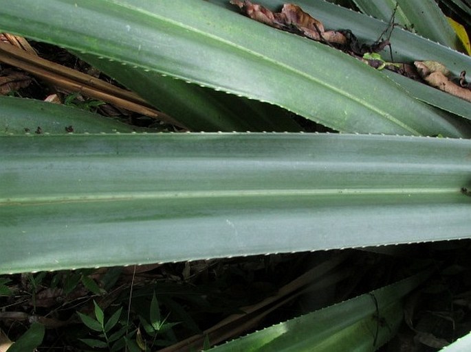 Pandanus tectorius