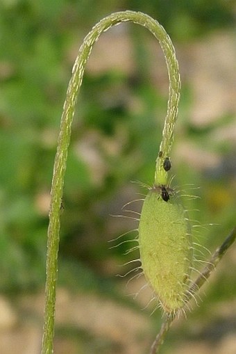 Papaver dubium