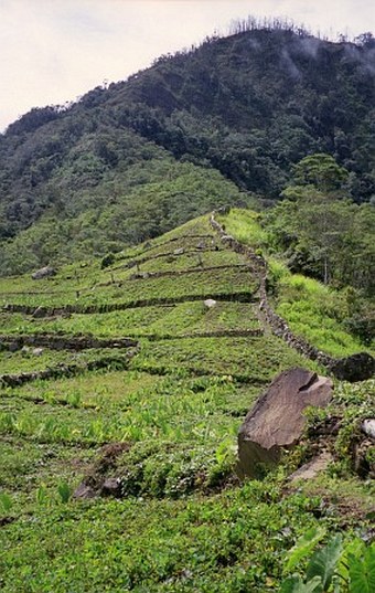 Papua