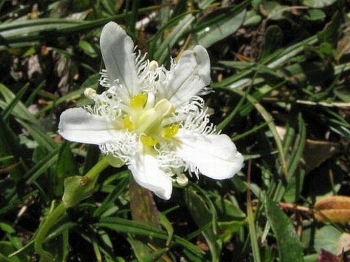 Parnassia fimbriata