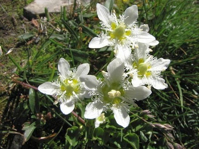 Parnassia fimbriata