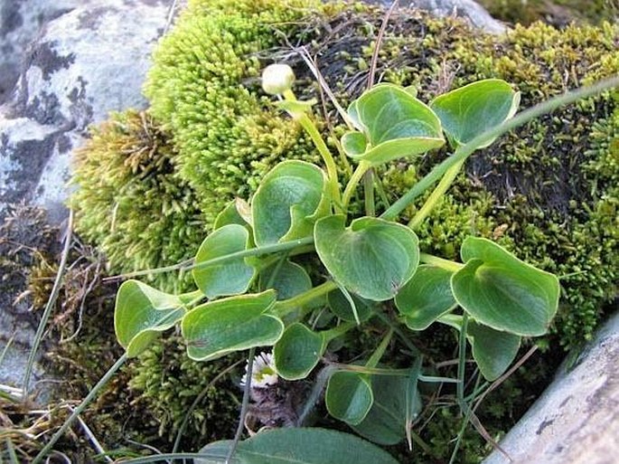 Parnassia fimbriata