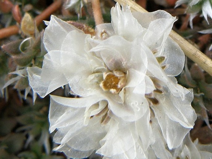 Paronychia chionaea